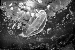 bloom in b&w by Mathieu Foulquié 